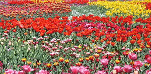 Floriade in Canberra